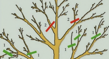 Jak prodloužit životnost staré jabloně?
